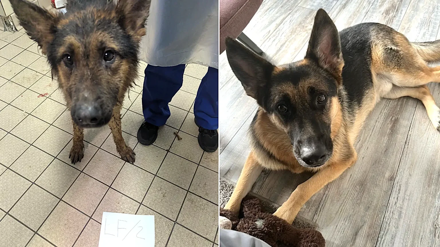 German Shepherd Bella's heart stopped after she was rescued from a Lancashire "cesspit" branded the worst room rescuers had ever seen - but vets brought her back with CPR, and she's since found a loving new home.