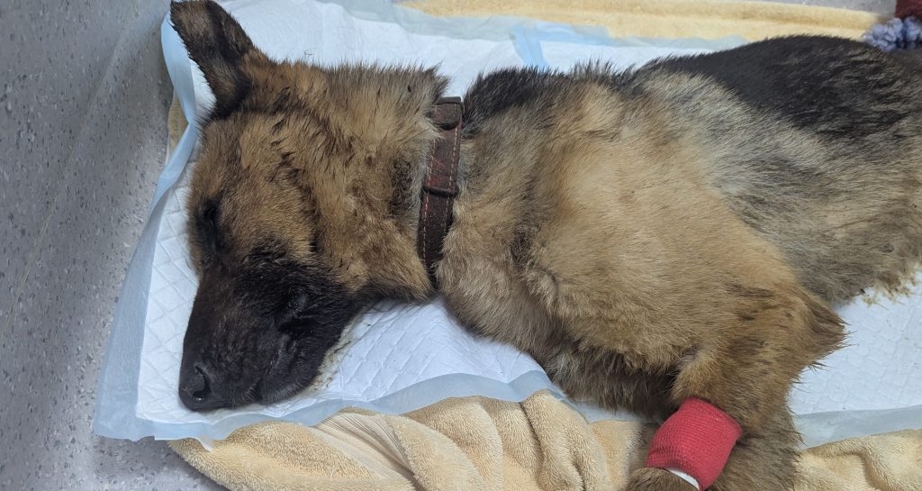 German Shepherd Bella's heart stopped after she was rescued from a Lancashire "cesspit" branded the worst room rescuers had ever seen - but vets brought her back with CPR, and she's since found a loving new home.