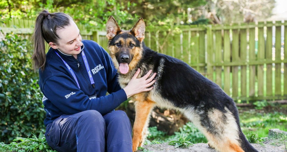 German Shepherd Bella's heart stopped after she was rescued from a Lancashire "cesspit" branded the worst room rescuers had ever seen - but vets brought her back with CPR, and she's since found a loving new home.