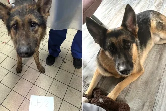 German Shepherd Bella's heart stopped after she was rescued from a Lancashire "cesspit" branded the worst room rescuers had ever seen - but vets brought her back with CPR, and she's since found a loving new home.