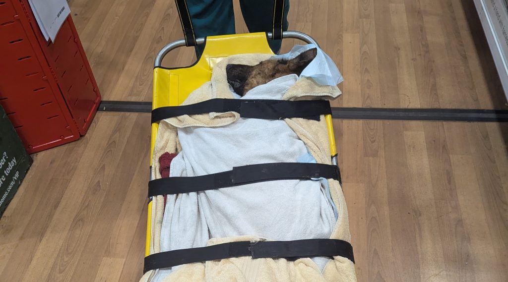 German Shepherd Bella's heart stopped after she was rescued from a Lancashire "cesspit" branded the worst room rescuers had ever seen - but vets brought her back with CPR, and she's since found a loving new home.