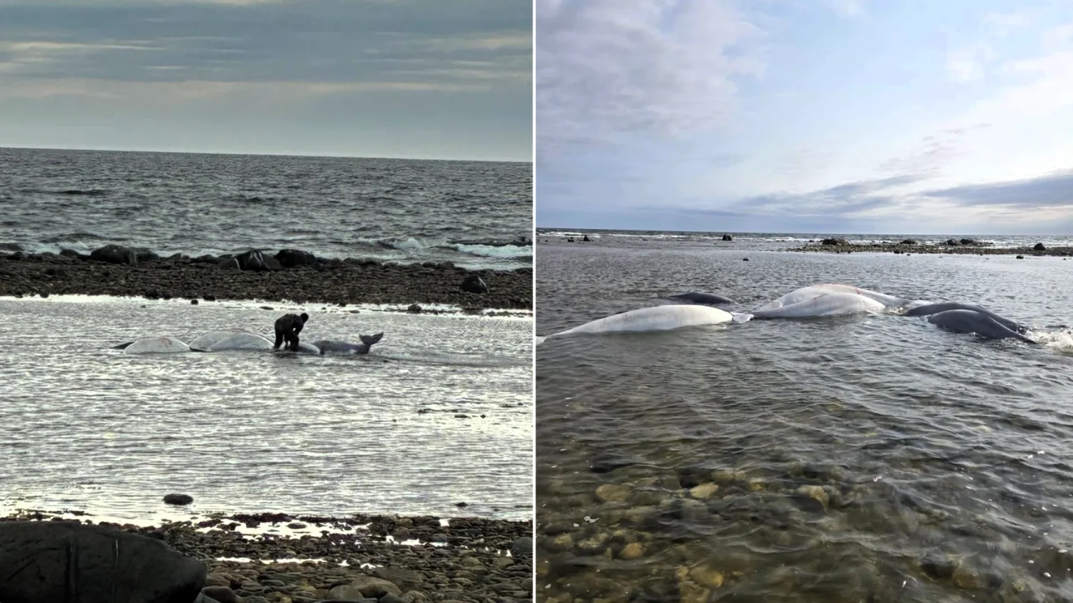 Seven beluga whales stranded on a beach in Canada have been rescued by "hero" conservation officers - after a local spotted them and mistook them for polar bears.