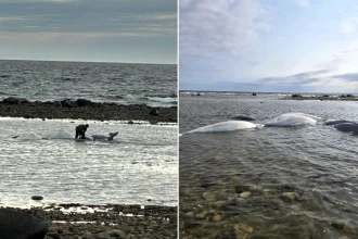Seven beluga whales stranded on a beach in Canada have been rescued by "hero" conservation officers - after a local spotted them and mistook them for polar bears.