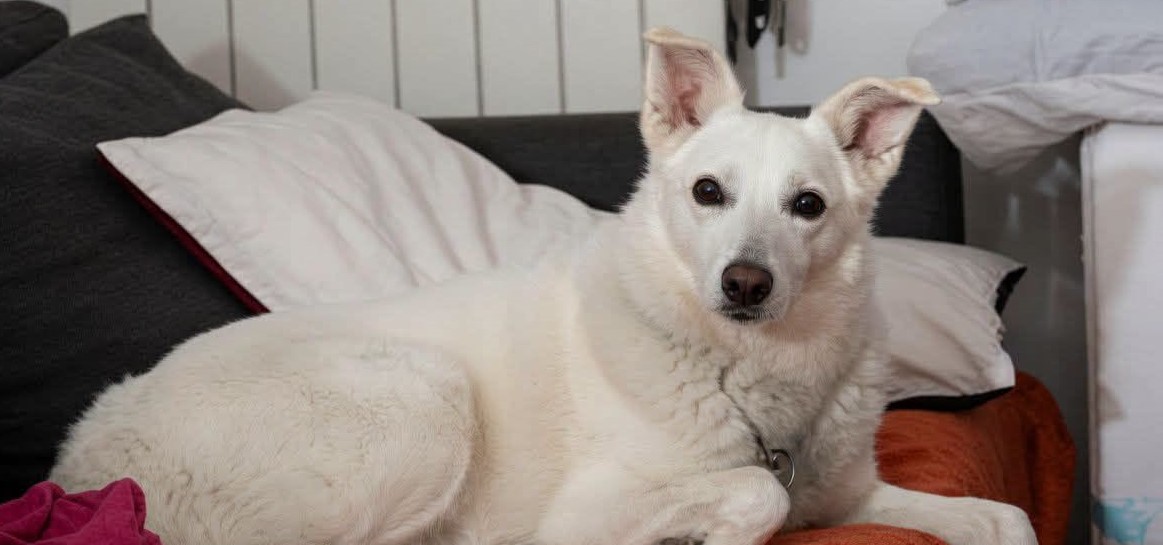 A hero dog has died after saving a two-year-old boy from a huge wolf that burst into the family's garden in Italy - throwing herself between the toddler and the predator.