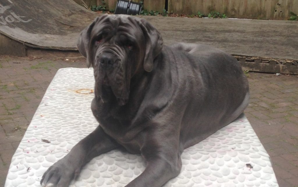 Woman who lost her nose to a rare autoimmune disease after her dog headbutted her says she is determined to stop it happening to others - and believes the pet may have saved her life.