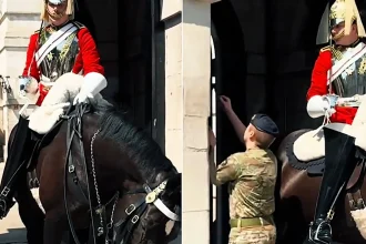 King's Guard horse nearly passes out in the scorching 37C heatwave, forcing a soldier to rush the struggling animal back to the shade as tourists swarm.