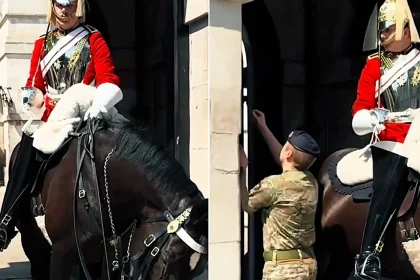King's Guard horse nearly passes out in the scorching 37C heatwave, forcing a soldier to rush the struggling animal back to the shade as tourists swarm.