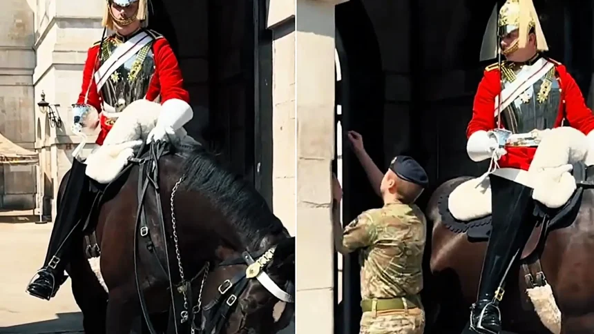 King's Guard horse nearly passes out in the scorching 37C heatwave, forcing a soldier to rush the struggling animal back to the shade as tourists swarm.
