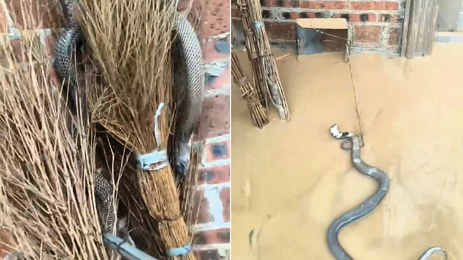 Up to 3,000 snakes, including venomous cobras, escaped a Chinese breeding farm when floods hit - locals have since caught most of them, but not before several people were bitten.