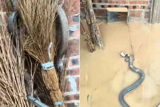 Up to 3,000 snakes, including venomous cobras, escaped a Chinese breeding farm when floods hit - locals have since caught most of them, but not before several people were bitten.