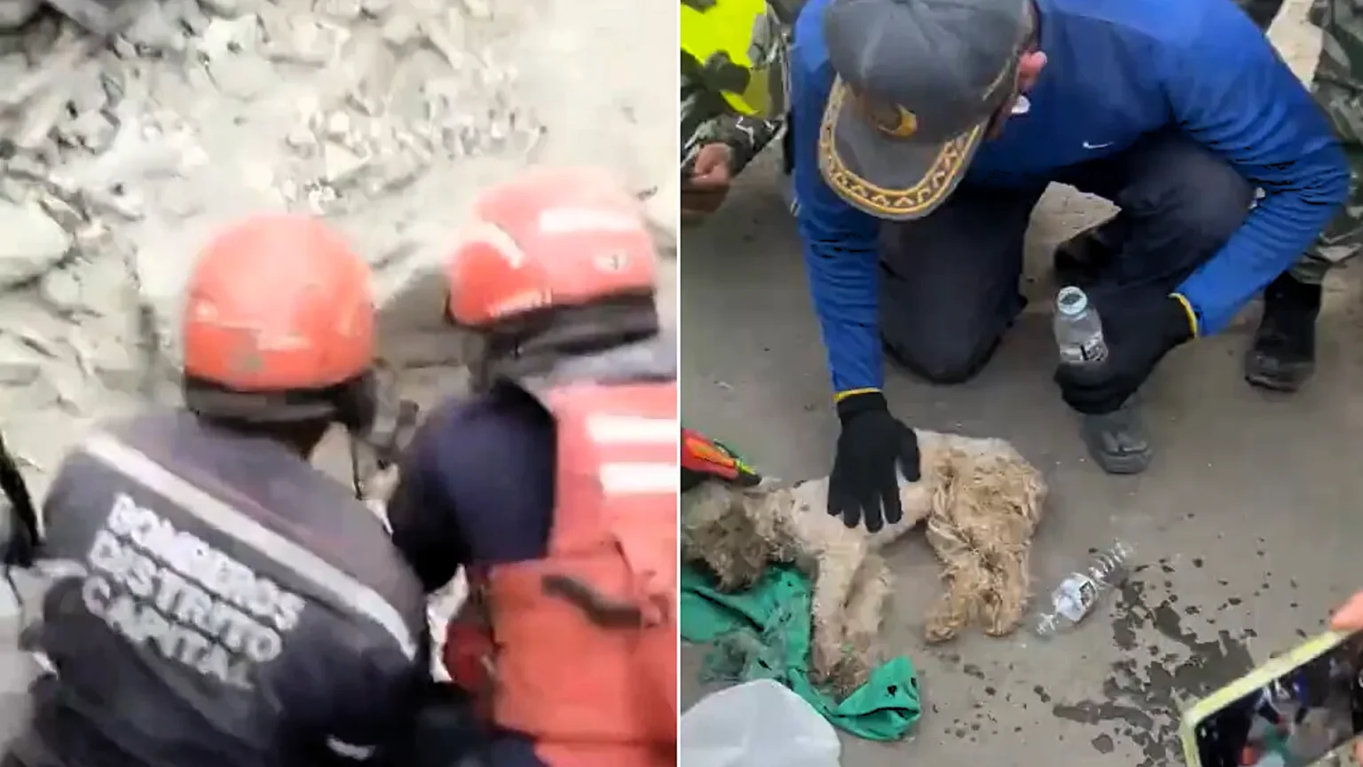 A poodle has been rescued from the rubble 29 days after twin earthquakes killed 5,400 people in Venezuela - the dog survived nearly a month trapped without food or water.