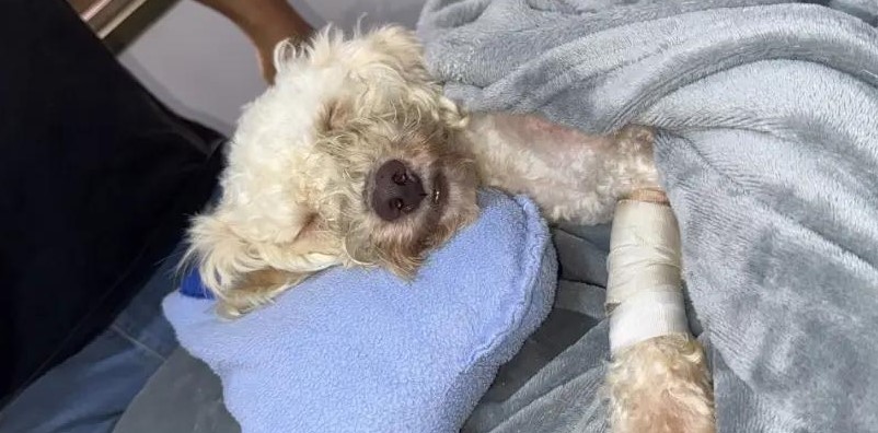 A poodle has been rescued from the rubble 29 days after twin earthquakes killed 5,400 people in Venezuela - the dog survived nearly a month trapped without food or water.