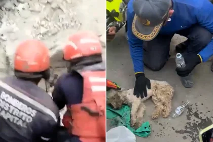 A poodle has been rescued from the rubble 29 days after twin earthquakes killed 5,400 people in Venezuela - the dog survived nearly a month trapped without food or water.