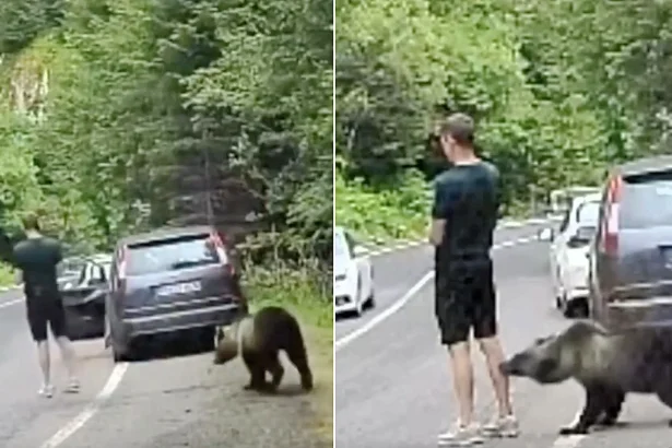 Oblivious tourist snaps selfies as wild bear sniffs and nibbles his leg on Romania mountain road in terrifying close call caught on camera