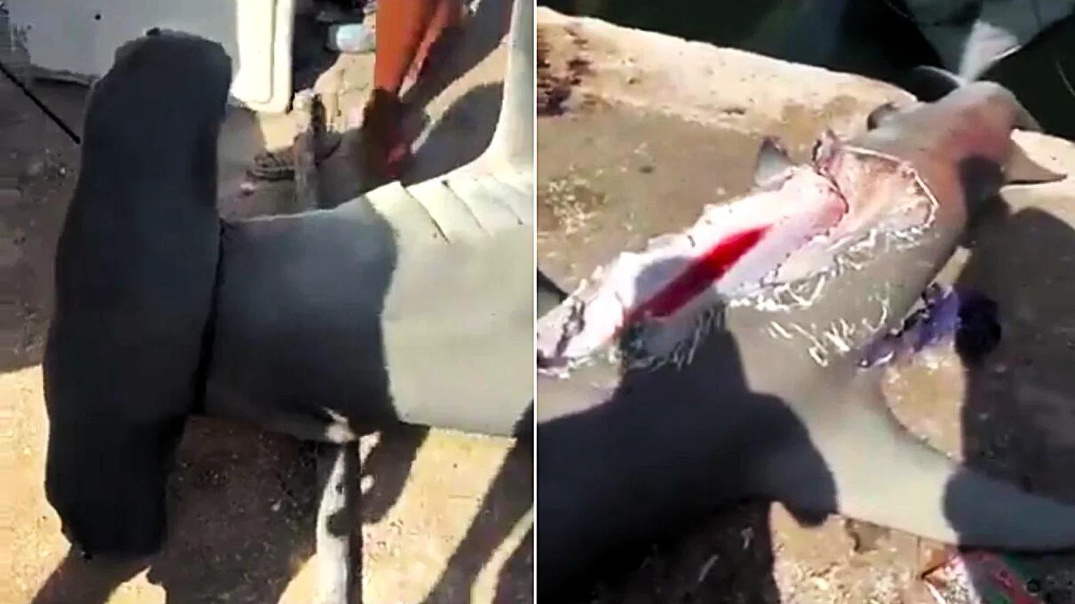 Fishermen caught a 551lb hammerhead shark with half its body missing after an apparent bite by a mystery sea beast in Mexico - sparking wild megalodon theories online.