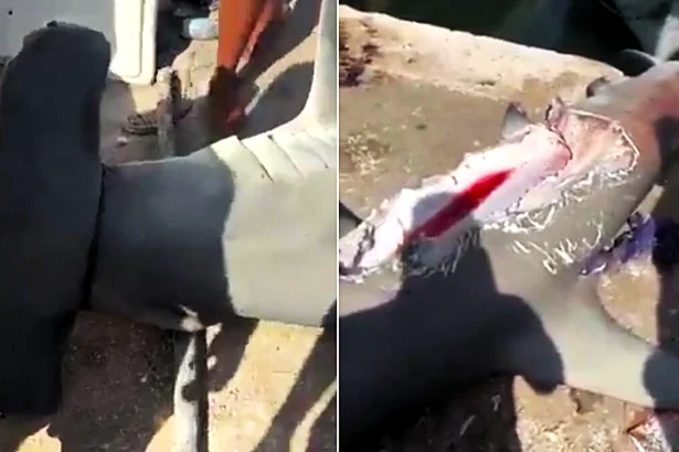Fishermen caught a 551lb hammerhead shark with half its body missing after an apparent bite by a mystery sea beast in Mexico - sparking wild megalodon theories online.