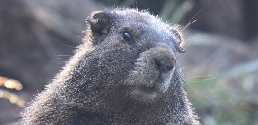 Scientists studying marmots have launched a fundraising page on OnlyFans - dubbed OnlyMarms - offering wholesome, uncensored videos of the chunky rodents.