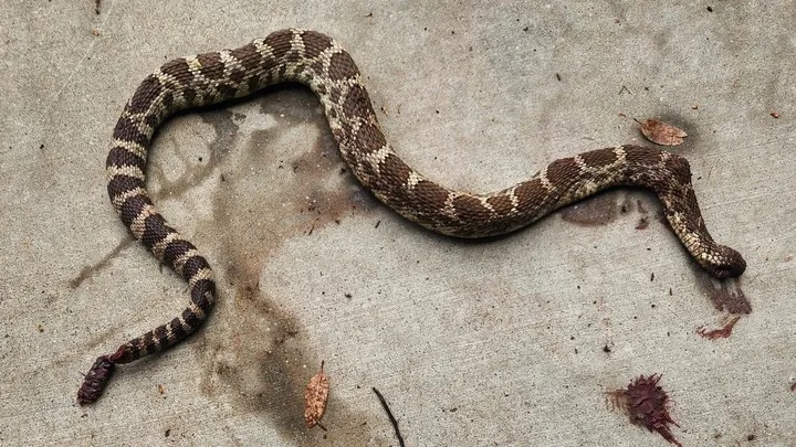 A dad bitten twice by a rattlesnake needed 54 vials of anti-venom to survive - now his family face a staggering $1.3million hospital bill after the ordeal.