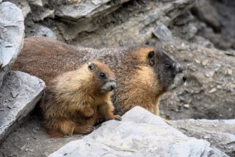 Scientists studying marmots have launched a fundraising page on OnlyFans - dubbed OnlyMarms - offering wholesome, uncensored videos of the chunky rodents.