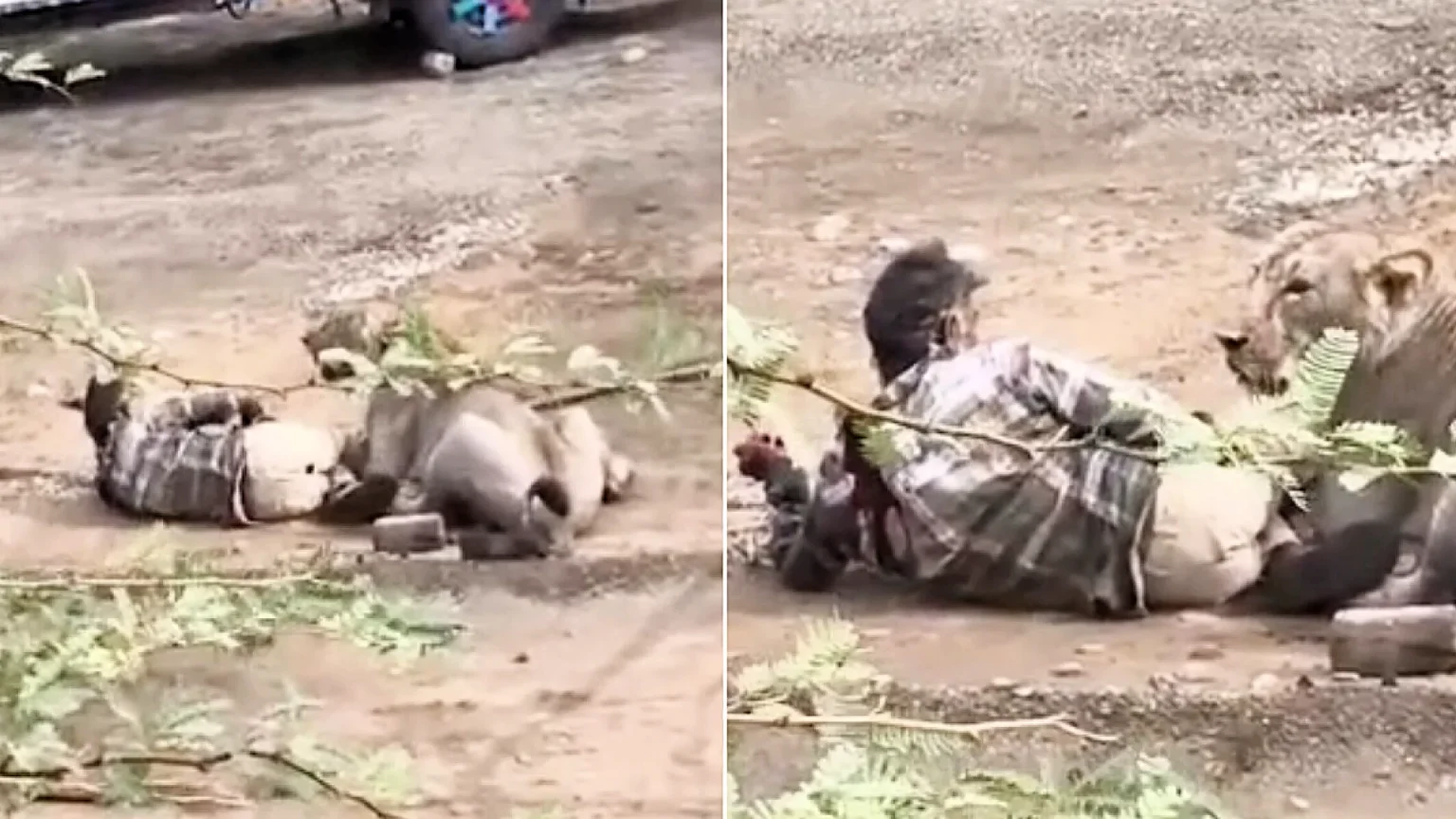 Man fighting for his life after a lioness mauls him in a terrifying attack caught on camera in Gujarat, India, as villagers desperately try to scare the animal away.