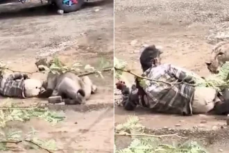 Man fighting for his life after a lioness mauls him in a terrifying attack caught on camera in Gujarat, India, as villagers desperately try to scare the animal away.