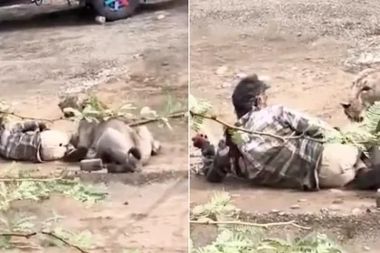Man fighting for his life after a lioness mauls him in a terrifying attack caught on camera in Gujarat, India, as villagers desperately try to scare the animal away.