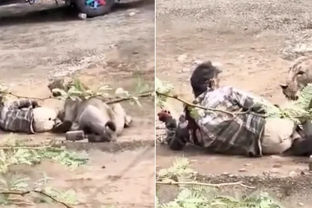 Man fighting for his life after a lioness mauls him in a terrifying attack caught on camera in Gujarat, India, as villagers desperately try to scare the animal away.