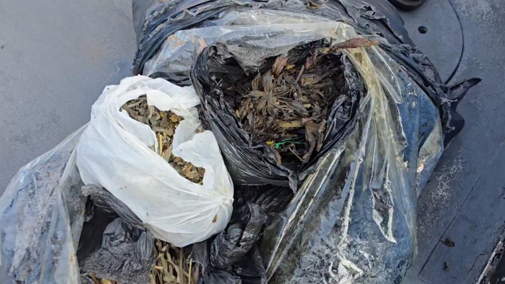 A boat skipper was stunned after hauling in a floating bin bag off the coast of Devon - only to find it stuffed full of cannabis leaves, which he handed to police.