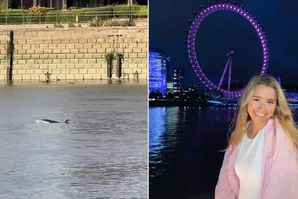 Londoner spots dolphin swimming in the Thames during a run, sparking viral TikTok fame - but the animal was tragically found dead days later.