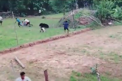 A 300lb bear turned on the villagers who spent hours rescuing it from a well in India - charging at its saviours and sending them fleeing in terror.