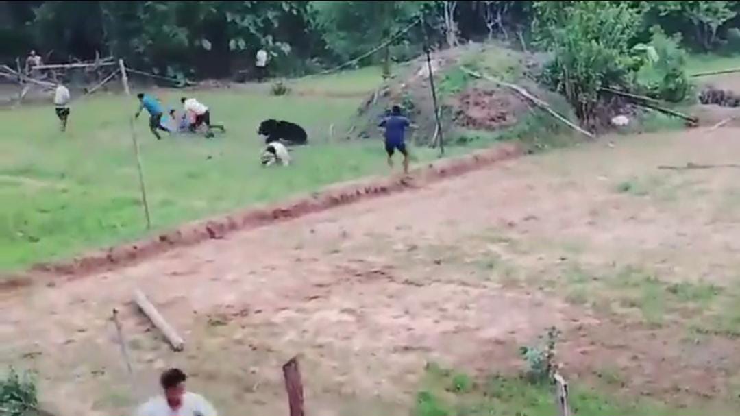 A 300lb bear turned on the villagers who spent hours rescuing it from a well in India - charging at its saviours and sending them fleeing in terror.