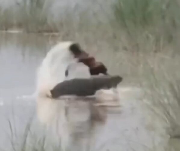 A 12-year-old boy was mauled to death by a crocodile in front of his uncle in India as they stopped to wash their hands in a river on their way home from work.