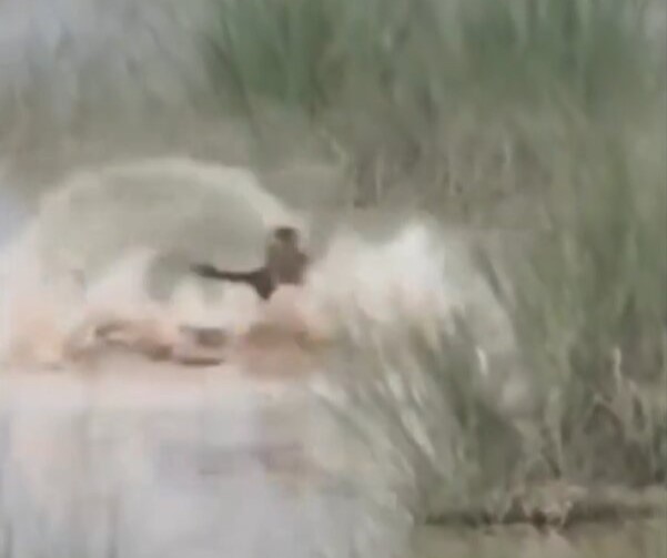 A 12-year-old boy was mauled to death by a crocodile in front of his uncle in India as they stopped to wash their hands in a river on their way home from work.