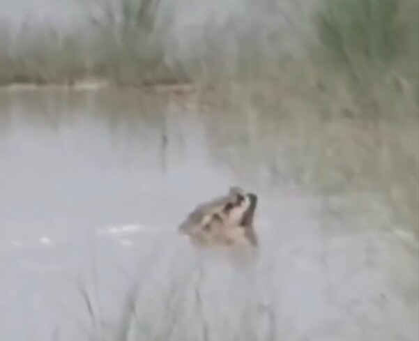 A 12-year-old boy was mauled to death by a crocodile in front of his uncle in India as they stopped to wash their hands in a river on their way home from work.