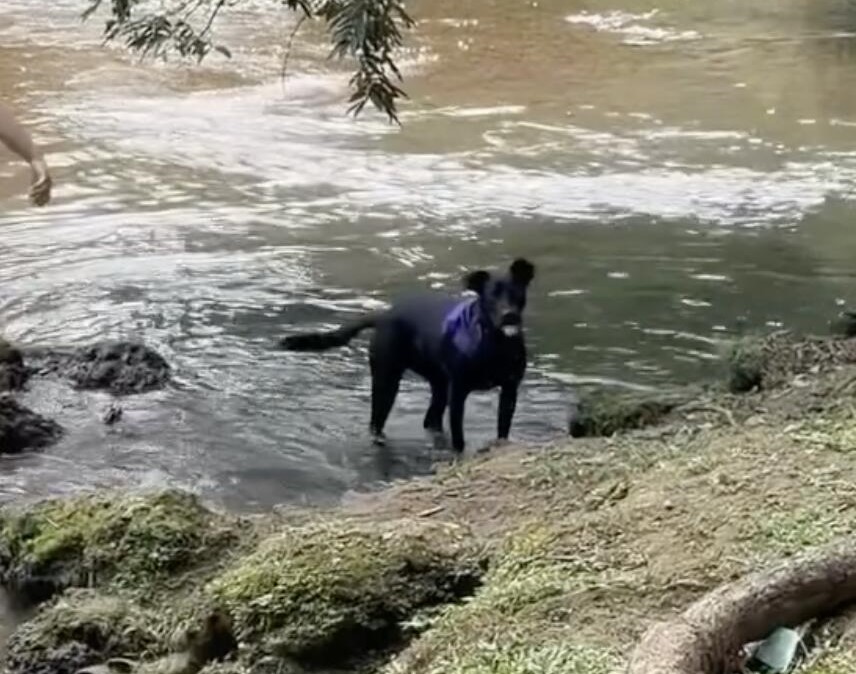 Travel influencer swept away by a fast-moving river while rescuing her dog was saved from plunging over a 140ft waterfall in Honduras when her swimsuit snagged on a rock.