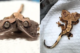 A super-rare two-headed gecko named Simon and Garfunkel has defied the odds to reach four weeks old - with both heads able to feed independently at just 1.8g.