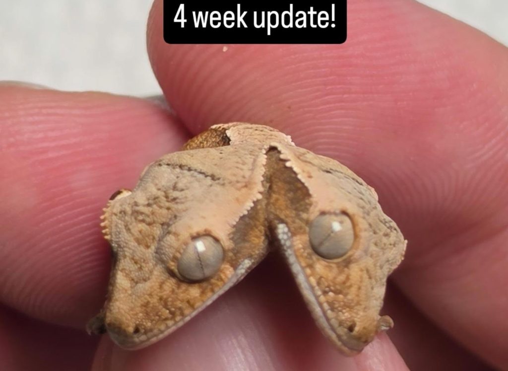 A super-rare two-headed gecko named Simon and Garfunkel has defied the odds to reach four weeks old - with both heads able to feed independently at just 1.8g.