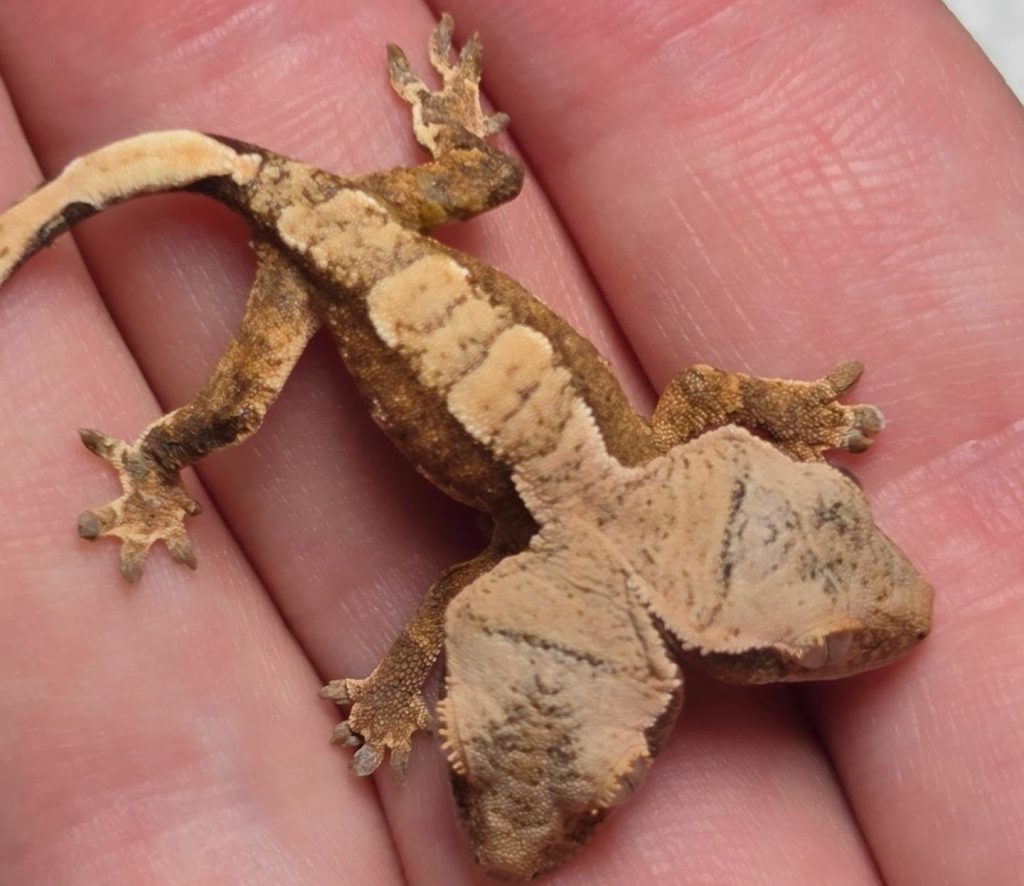A super-rare two-headed gecko named Simon and Garfunkel has defied the odds to reach four weeks old - with both heads able to feed independently at just 1.8g.