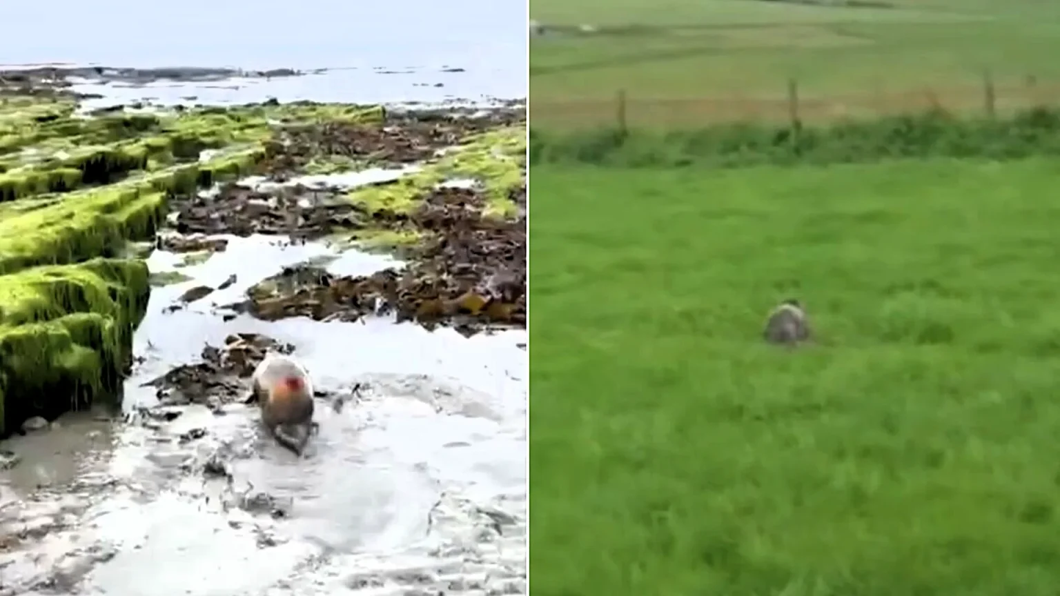 Adventurous seal pup found stranded a mile inland in Orkney after crossing two roads and several fields is safely rescued and returned to the coast by marine medics.