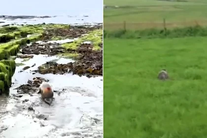 Adventurous seal pup found stranded a mile inland in Orkney after crossing two roads and several fields is safely rescued and returned to the coast by marine medics.
