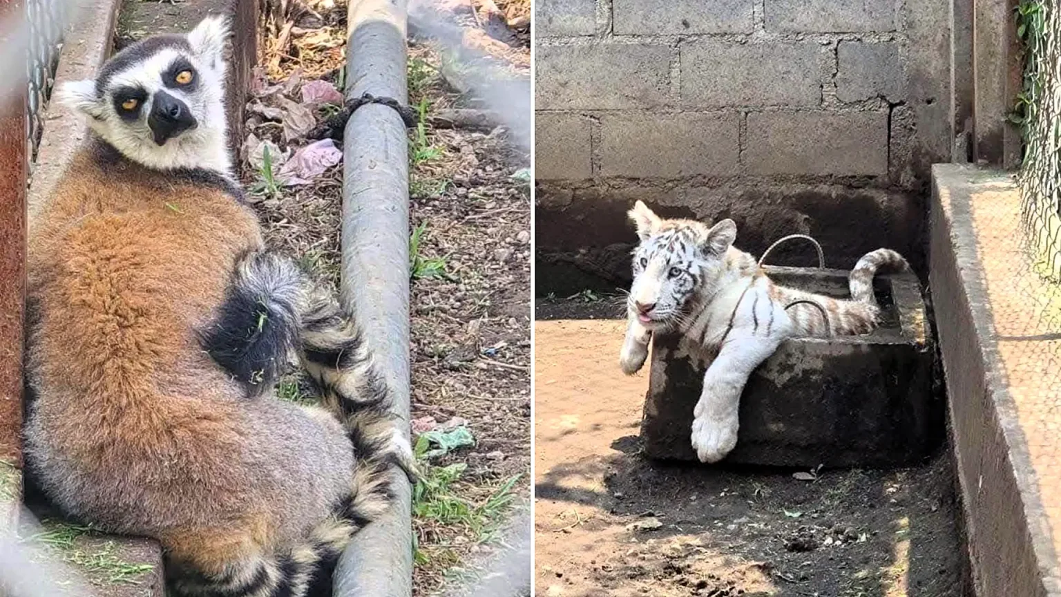 A white tiger cub, an African lion and other exotic animals have been rescued from a grim illegal zoo in Mexico, with one man arrested over trafficking.