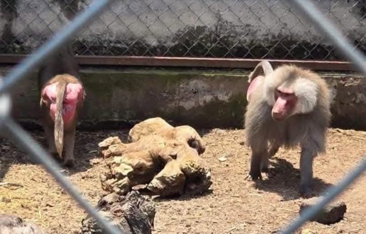 A white tiger cub, an African lion and other exotic animals have been rescued from a grim illegal zoo in Mexico, with one man arrested over trafficking.