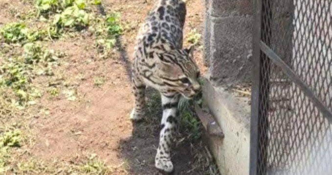 A white tiger cub, an African lion and other exotic animals have been rescued from a grim illegal zoo in Mexico, with one man arrested over trafficking.