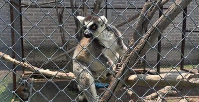 A white tiger cub, an African lion and other exotic animals have been rescued from a grim illegal zoo in Mexico, with one man arrested over trafficking.