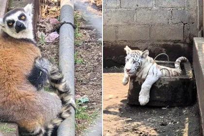 A white tiger cub, an African lion and other exotic animals have been rescued from a grim illegal zoo in Mexico, with one man arrested over trafficking.