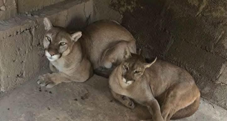 A white tiger cub, an African lion and other exotic animals have been rescued from a grim illegal zoo in Mexico, with one man arrested over trafficking.