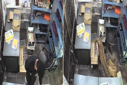 A worker had a lucky escape after a leopard strayed from a forest, entered a liquor shop in India and pounced on him - the big cat injured three people before capture.