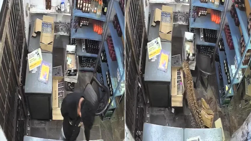 A worker had a lucky escape after a leopard strayed from a forest, entered a liquor shop in India and pounced on him - the big cat injured three people before capture.