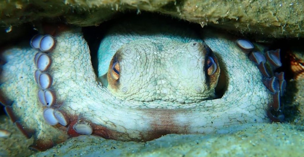 The world's first octopus farm has been scrapped over its "cruel" slaughter method - which would have frozen the creatures alive in ice slurry - after years of pressure.