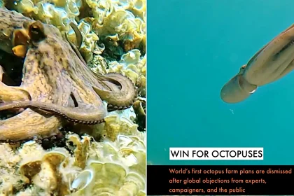 The world's first octopus farm has been scrapped over its "cruel" slaughter method - which would have frozen the creatures alive in ice slurry - after years of pressure.